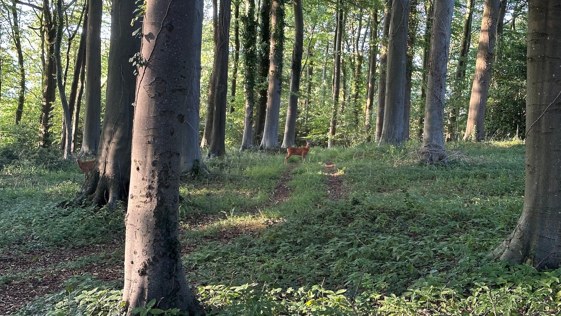 Woods1