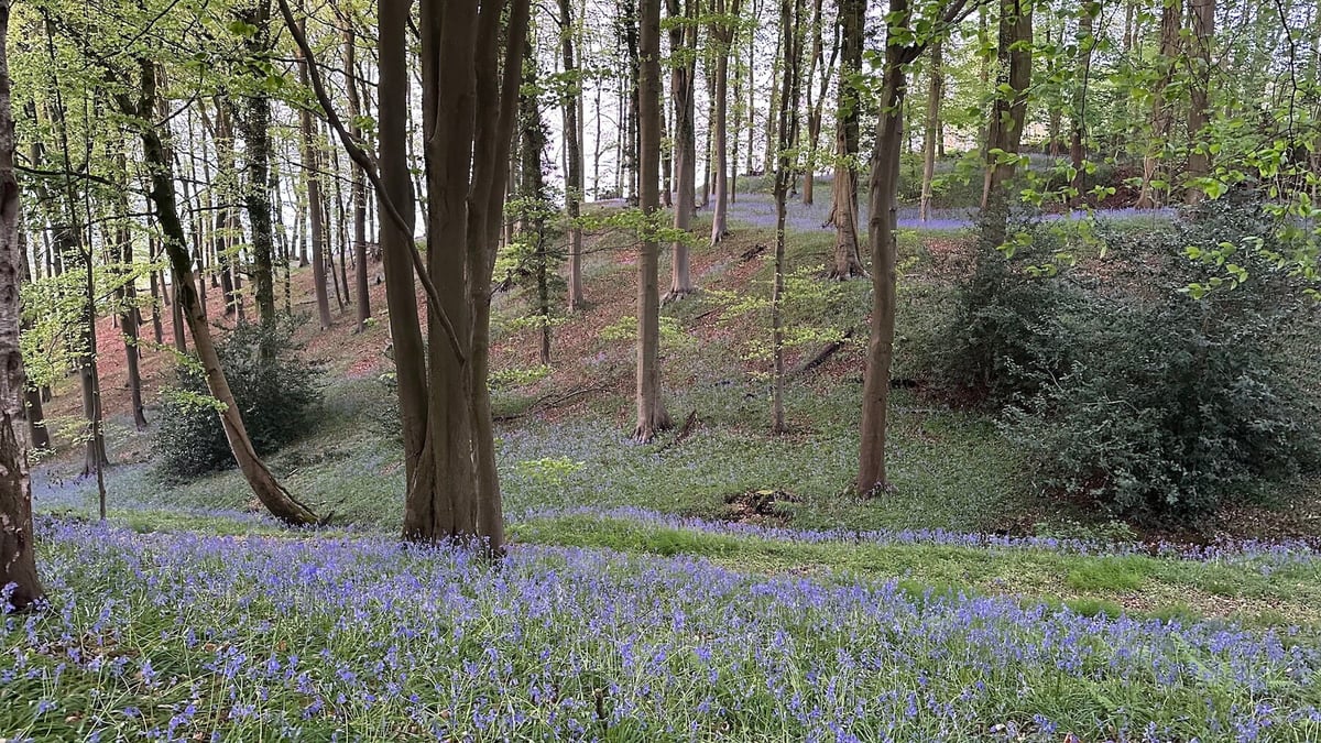 Bluebells1